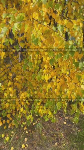 Vertical video of abstract natural background of beautiful bright yellow birch tree in city park on autumn sunny day. Change seasons concept. Floral autumnal backdrop. Time of golden autumn, calendar. Стоковое видео, видеограф Виктория Катьянова / Фотобанк Лори