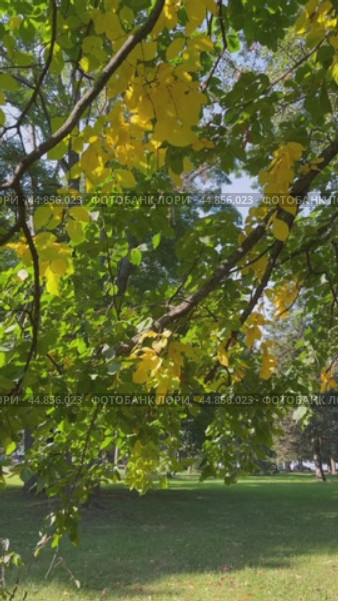 Vertical video of autumn foliage of deciduous elm tree (Lat. Ulmus L.) Natural background of green and yellow foliage swaying in breeze on city park at sunny September day. Seasonal nature backdrop. Стоковое видео, видеограф Виктория Катьянова / Фотобанк Лори