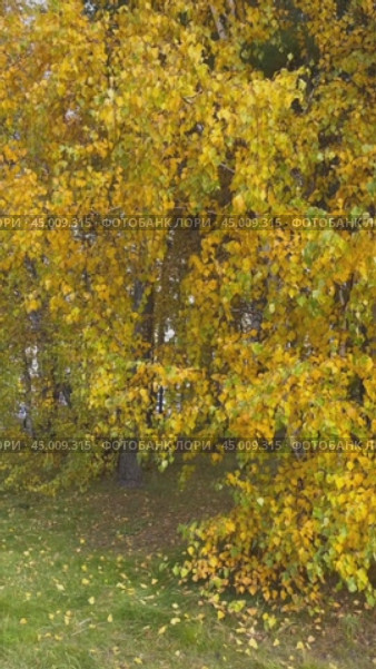 Vertical video of autumn landscape with bright yellowed birch tree in city park on sunny October day. Change seasons concept. Floral autumnal background. Time of golden autumn, calendar. Стоковое видео, видеограф Виктория Катьянова / Фотобанк Лори