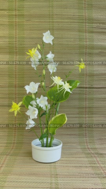 Vertical video of beautiful flower arrangement of yellow columbine, white bellflowers and green hosta leaves on kenzan holder on straw mat. Floral design as hobby and pleasure. Стоковое видео, видеограф Виктория Катьянова / Фотобанк Лори