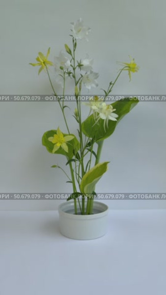 Vertical video of beautiful flower arrangement of yellow columbine, white bells and green hosta leaves on kenzan holder on white background. Floral design as hobby and pleasure. Стоковое видео, видеограф Виктория Катьянова / Фотобанк Лори