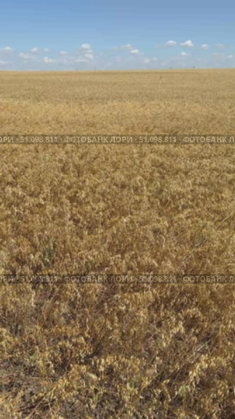 Vertical video of beautiful rural landscape with endless yellow field of ripe oats on sunny day. Ripe ears of corn sway in wind. Agricultural background. Growing cereals concept. Стоковое видео, видеограф Виктория Катьянова / Фотобанк Лори