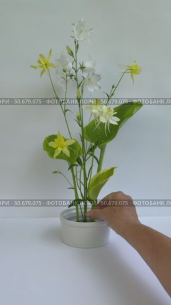 Vertical video of female hand placing green hosta leaf on flower arrangement wit yellow columbine and white bellflowers on kenzan holder on white background. Floral design as hobby. Стоковое видео, видеограф Виктория Катьянова / Фотобанк Лори