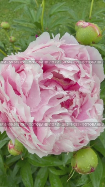 Vertical video of fresh wet pink garden peony flower (Lat. Paeonia) swaying in wind on rainy day against green lawn. Natural floral background. Стоковое видео, видеограф Виктория Катьянова / Фотобанк Лори