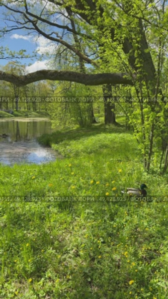 Vertical video of wild duck Mallard (Lat. Anas platyrhynchos) walking on grass on green lawn near an overgrown pond on sunny day. Animal male duck in  natural habitat. Стоковое видео, видеограф Виктория Катьянова / Фотобанк Лори