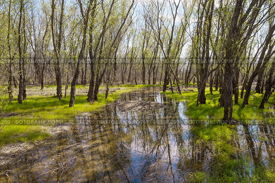 Весна, пробуждение природы, речная вода среди деревьев  ( Астраханская, обл ) Стоковое фото, фотограф Павел Просянов / Фотобанк Лори