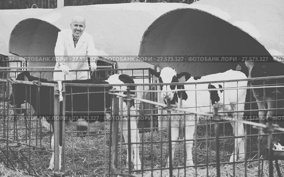 veterinary technician taking care of calves. Стоковое фото, фотограф Яков Филимонов / Фотобанк Лори