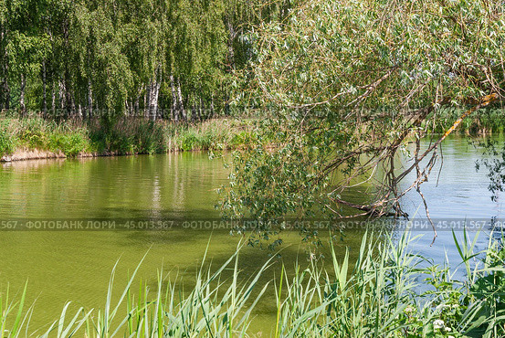 Ветка ивы (Salix) над рекой. Стоковое фото, фотограф Алёшина Оксана / Фотобанк Лори