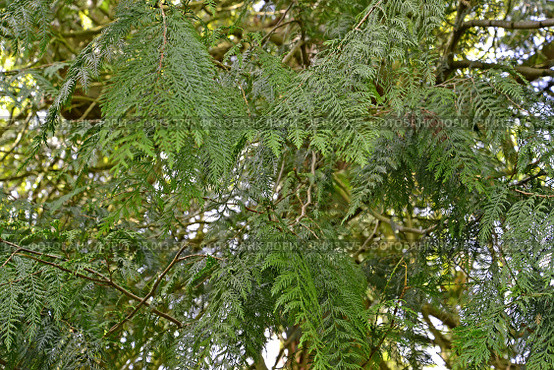 Ветки с хвоей туи гигантской (складчатой) (Thuja plicata Donn ex D.Don) Стоковое фото, фотограф Ирина Борсученко / Фотобанк Лори
