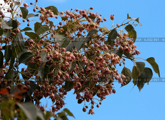 Веточка Брахихитона разнолистного (Brachychiton populneus) или Стрекулии разнолистной (Sterculia diversifolia) Стоковое фото, фотограф Татьяна Ляпи / Фотобанк Лори