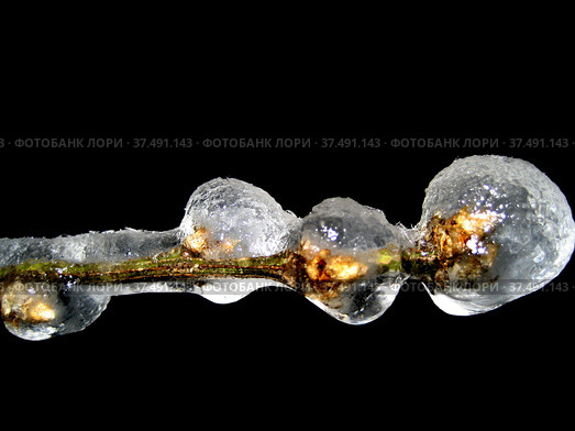Веточка с набухшими почками в ледяной глазури. Стоковое фото, фотограф Ludmila Zyubina / Фотобанк Лори
