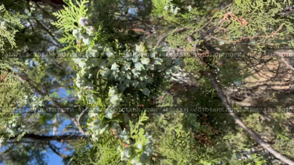 Ветви туи с зелеными шишкоягодами (Плосковеточник восточный, Platycladus orientalis). Тревожное неспокойное настроение. Vertical video (2023 год). Стоковое видео, видеограф Щеголева Ольга / Фотобанк Лори