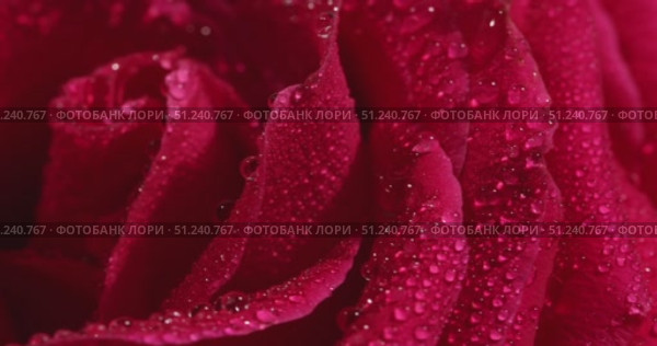 Vibrant Red Rose Petals Glistening With Droplets of Water in a Serene Garden Setting. Стоковое видео, видеограф Ольга Коваленко / Фотобанк Лори