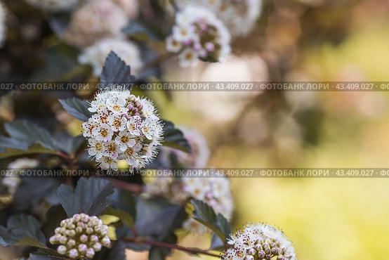 Viburnum pemphigus (Physocarpus opulifolius). A shrub blooming with small white flowers. Стоковое фото, фотограф Photojuli / Фотобанк Лори