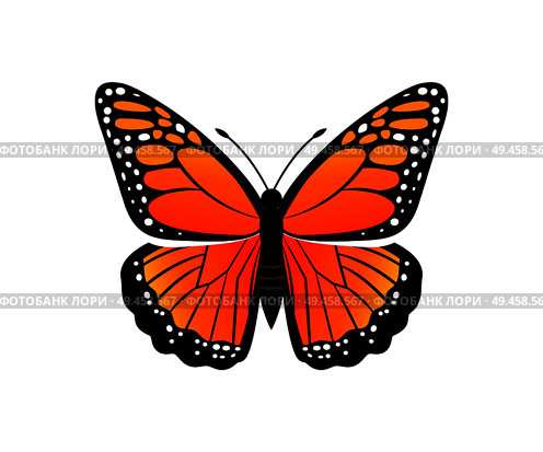 Viceroy limenitis archippus butterfly of orange color with ornaments and decorated wings, morpho insect vector illustration isolated on white. Viceroy Limenitis Archippus Vector Illustration. Стоковая иллюстрация, агентство Ingram Publishing / Фотобанк Лори