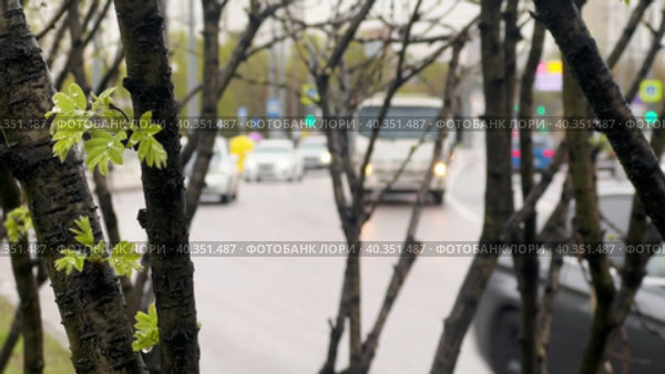 Вид на автодорогу в городе сквозь кусты с молодыми листочкамию. Стоковое видео, видеограф Ярославский Максим / Фотобанк Лори