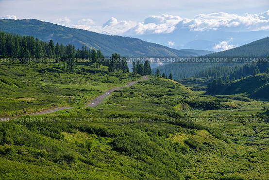 Вид на Язулинский перевал на Алтае. Yazula mountain pass road in Altai. The valley of a mountain stream with Dasiphora fruticosa bushes. Стоковое фото, фотограф Сергей Пристяжнюк (Serg Zastavkin) / Фотобанк Лори