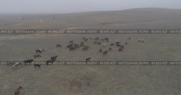 Video from a drone, meadows, clearing, cows, herd of cows, summer, sun. Стоковое видео, видеограф Опока Алексей / Фотобанк Лори