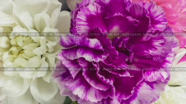 Video of festive bouquet of fresh flowers white chrysanthemums and violet carnations. Heartfelt congratulations on birthday, Valentine's Day, Mother's Day, anniversary, March 8. Floral background. Стоковое видео, видеограф Виктория Катьянова / Фотобанк Лори