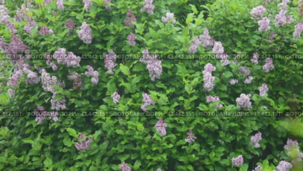 Video of heavy rain and wind in garden against background of blooming lilac shrubs. Bad weather forecast, heavy rainfall concept. Natural floral background. Beautiful spring landscape. Стоковое видео, видеограф Виктория Катьянова / Фотобанк Лори