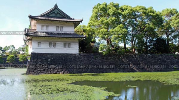 Video of the Kikyo-bori moat overgrown with water plants around the Tokyo Imperial Palace. Tokyo. Japan (2021 год). Стоковое видео, видеограф Сергей Пристяжнюк (Serg Zastavkin) / Фотобанк Лори