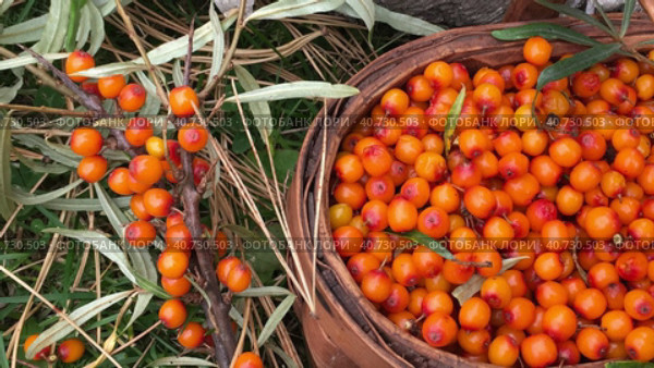 Video of wicker basket with ripe orange berries of sea buckthorn in the forest. Wild berries are healthy natural vitamin organic food. Спелая ягода облепиха в корзинке. Top view, close-up. Стоковое видео, видеограф Виктория Катьянова / Фотобанк Лори