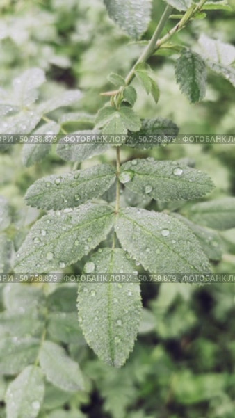 Video pf a branch of rose hips with leaves covered with morning dew drops. Стоковое видео, видеограф Сергей Пристяжнюк (Serg Zastavkin) / Фотобанк Лори