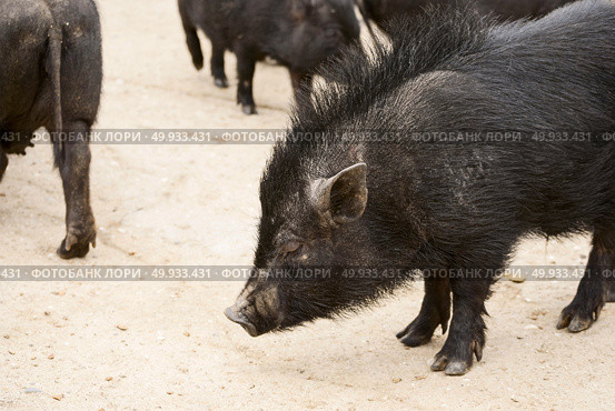 Vietnamese pigs on rural yard. Vietnamese pigs. Стоковое фото, агентство Ingram Publishing / Фотобанк Лори