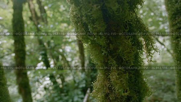 View inside of green jungles, concept of travelling and wild nature. Стоковое фото, фотограф David Kashakhi / Фотобанк Лори