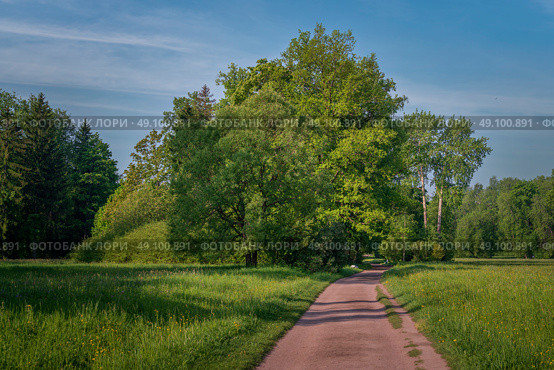 View of the alley along the Central Rosovopavilionny pond in the landscape part of the Pavlovsky Park Parade Field on a sunny summer day, Pavlovsk, St. Petersburg, Russia. Стоковое фото, фотограф Ula Ulachka / Фотобанк Лори