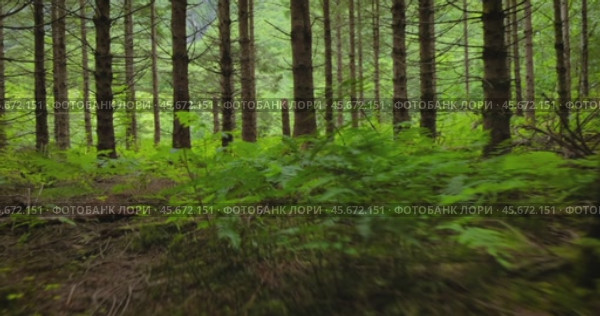 View of the Forest in Norway. Beautiful nature of Norway. The camera moves from the first person through the thicket of a pine forest. Стоковое видео, видеограф Андрей Армягов / Фотобанк Лори