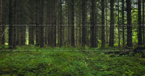 View of the Forest in Norway. Beautiful nature of Norway. The camera moves from the first person through the thicket of a pine forest. Стоковое видео, видеограф Андрей Армягов / Фотобанк Лори