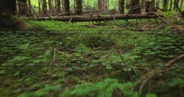 View of the Forest in Norway. Beautiful nature of Norway. The camera moves from the first person through the thicket of a pine forest. Стоковое видео, видеограф Андрей Армягов / Фотобанк Лори
