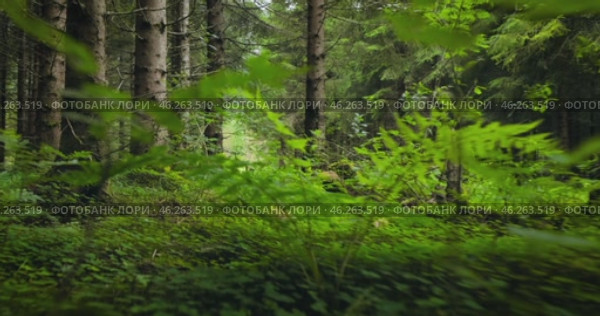 View of the Forest in Norway. Beautiful nature of Norway. The camera moves from the first person through the thicket of a pine forest. Стоковое видео, видеограф Андрей Армягов / Фотобанк Лори