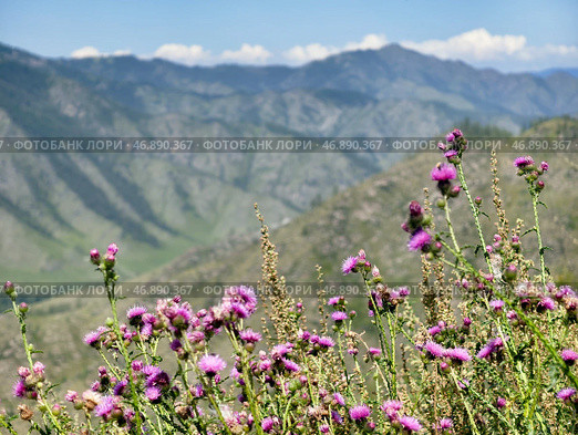 View on Altai valley from mountain pass Chike-Taman. Cirsium bushes are on foreground. Стоковое фото, фотограф Сергей Пристяжнюк (Serg Zastavkin) / Фотобанк Лори