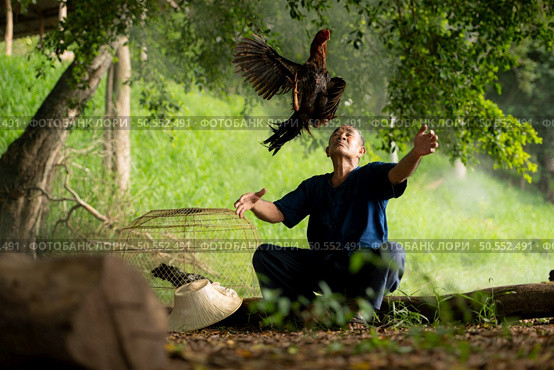 Villagers in rural Thailand are raising fighting cocks to compete in cockfighting, a native sport. Стоковое фото, агентство Ingram Publishing / Фотобанк Лори