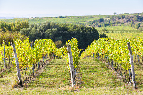 vineyard near Hnanice, Southern Moravia, Czech Republic. Стоковое фото, фотограф Richard Semik / Smarterpix / Фотобанк Лори