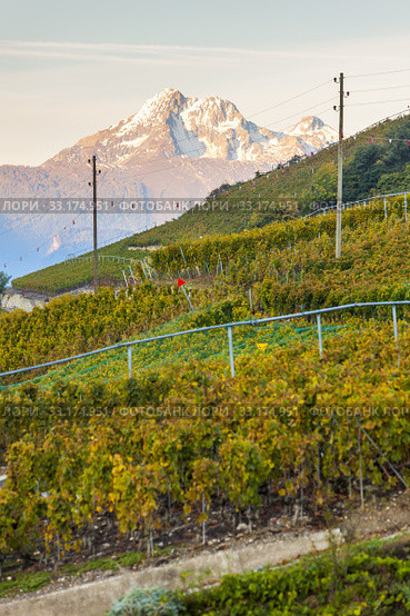 vineyards near Sion, canton Valais, Switzerland. Стоковое фото, фотограф Richard Semik / Smarterpix / Фотобанк Лори