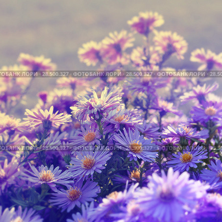 Violet asters flowers over background. Стоковое фото, фотограф Olena Mykhaylova / Ingram Publishing / Фотобанк Лори