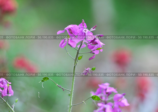 Violet macro flower. Nature composition. Стоковое фото, агентство Ingram Publishing / Фотобанк Лори