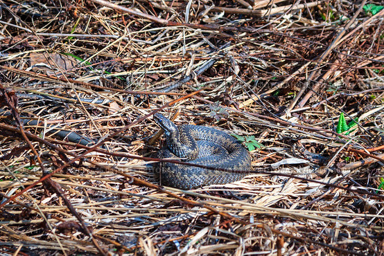 Viper snake (Vipera berus) on dried grass wakes up after winter under warm rays of sun. Стоковое фото, фотограф Зарифа Арсланова / Фотобанк Лори