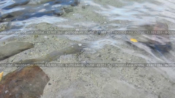Вода с отраженным светом, осенние листья и рябь на поверхности моря создают прекрасную картину. Стоковое видео, видеограф Александр Бушков / Фотобанк Лори