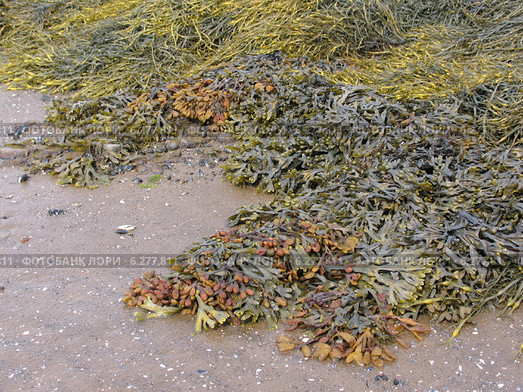 Водоросли фукусы (Fucus vesiculosus) на камнях. Белое море. Архангельская область. Стоковое фото, фотограф Т. З. / Фотобанк Лори