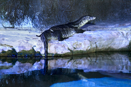 Водяной варан (Varanus salvator ) в зоопарке. Стоковое фото, фотограф Татьяна Белова / Фотобанк Лори