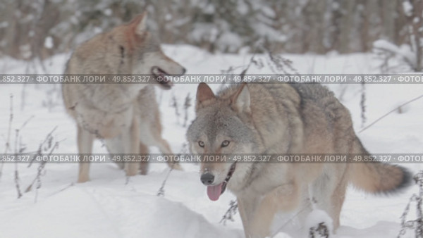 Волк серый животные бегают по снегу в зимнем лесу, Canis lupus. Стоковое видео, видеограф Дмитрий Якубович / Фотобанк Лори