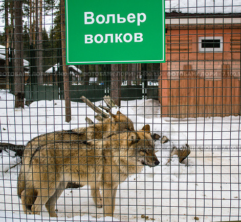 Волки за решетчатой оградой в зоопарке Деда Мороза в Великом Устюге (2015 год). Редакционное фото, фотограф Светлана Шимкович / Фотобанк Лори