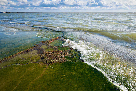 Волны накатывают на поросший водорослями берег. Стоковое фото, фотограф Сергей Куров / Фотобанк Лори