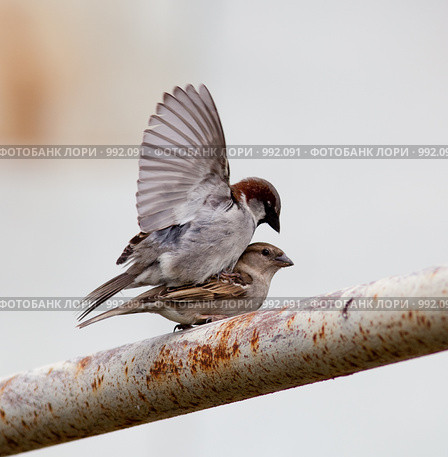Воробей домовый, Passer domesticus. Стоковое фото, фотограф Василий Вишневский / Фотобанк Лори
