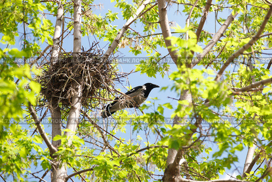 Ворона серая, Corvus cornix, Hooded Crow. Стоковое фото, фотограф Василий Вишневский / Фотобанк Лори