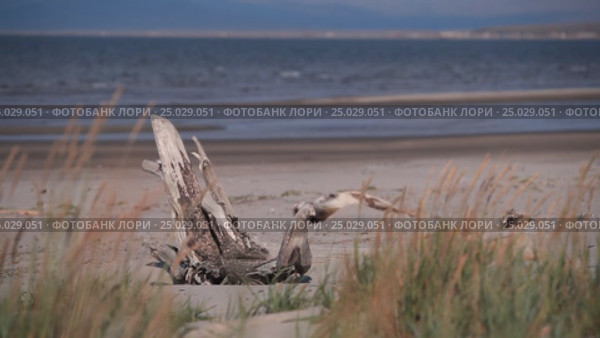 Восточно-Сибирское море. Чукотка. Стоковое видео, видеограф Сапрыгин Сергей / Фотобанк Лори